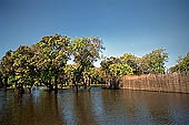 Tonle Sap - Kampong Phluk - Flooded mangrove forest